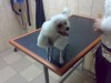 Animavet