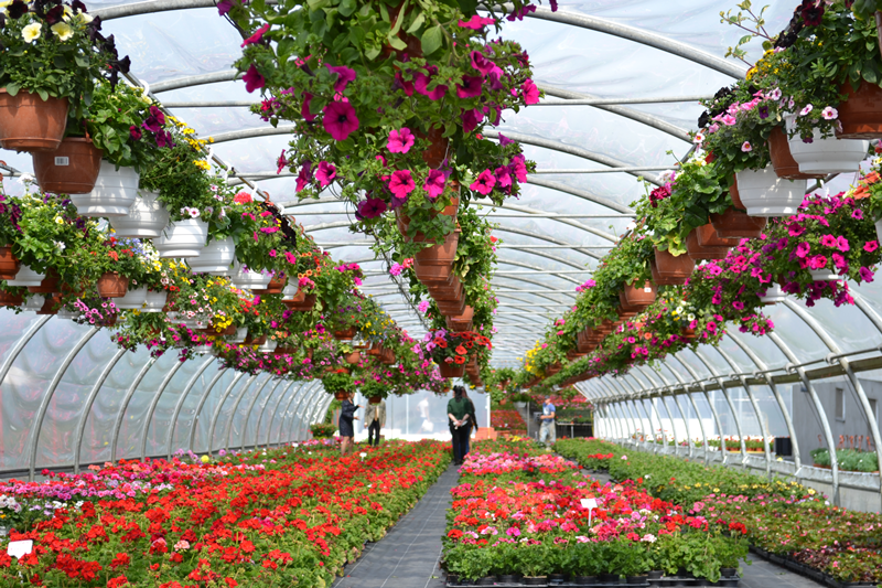 Floraria Nico Profi Sera Nico Profi Suceava 7 Info Suceava